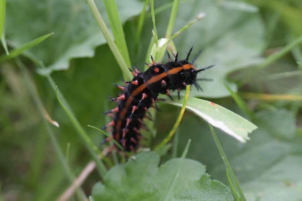 見ーつけた！　【閲覧注意】　　DSC_3489