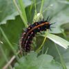見ーつけた！　【閲覧注意】　　DSC_3489