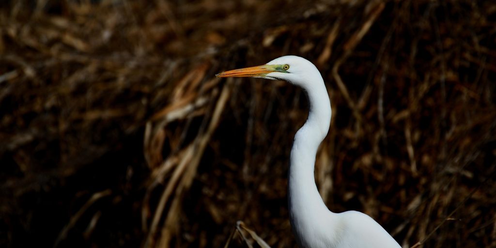 視線の先　　DSC_6794