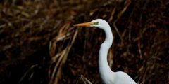 視線の先　　DSC_6794