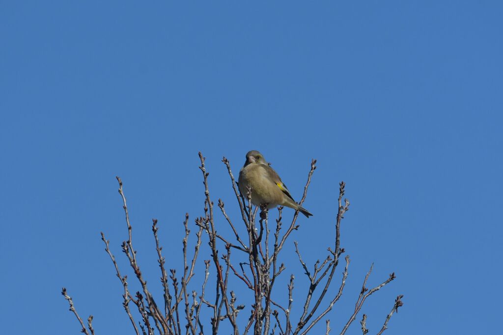 カワラヒワ　　DSC_3703