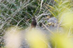見～つけた！　　　DSC_4727