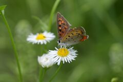 野の花にベニシジミ　4　DSC_6001