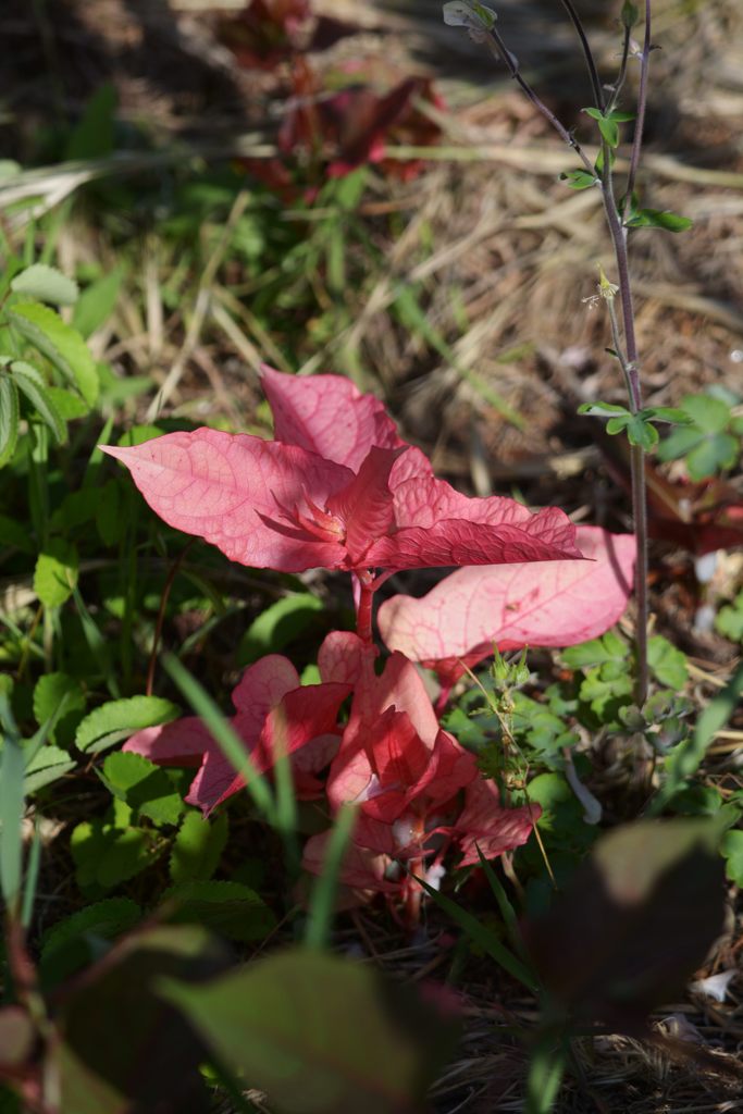 赤い若葉　DSC_4267