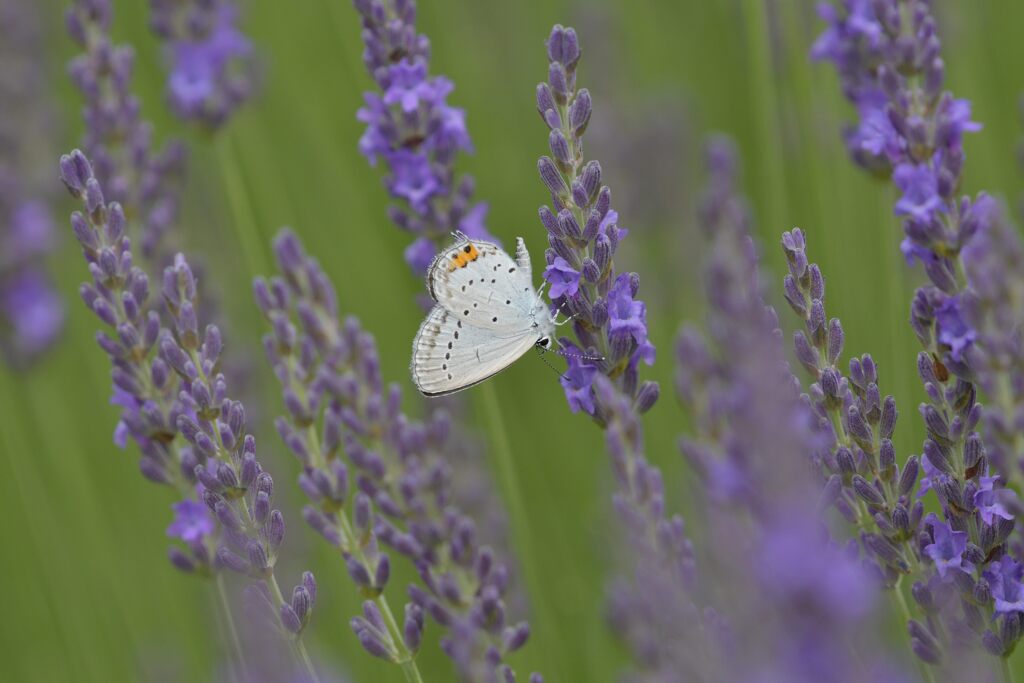 ラベンダーにツバメシジミ　DSC_0683