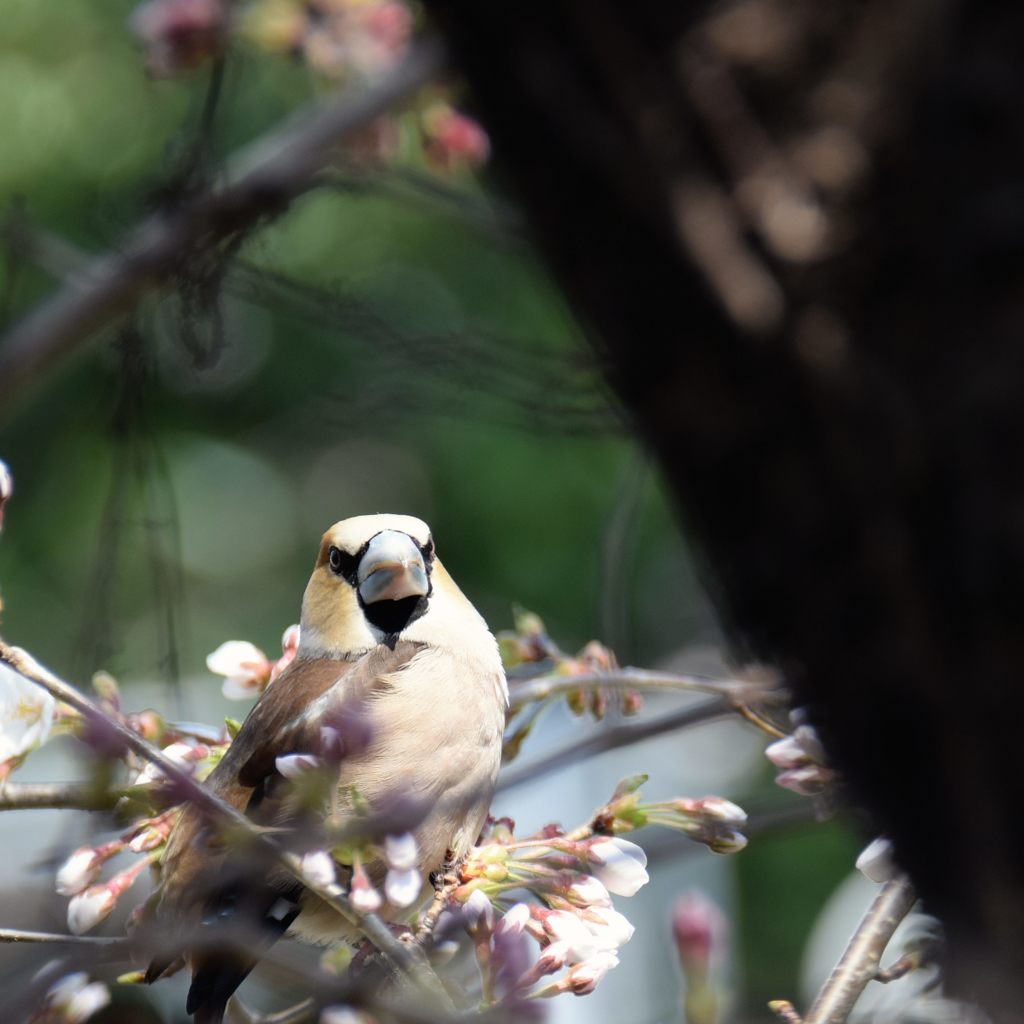 シメですが、何か？　　DSC_1305