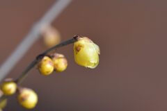 蕾ふくらむ　　DSC_5714
