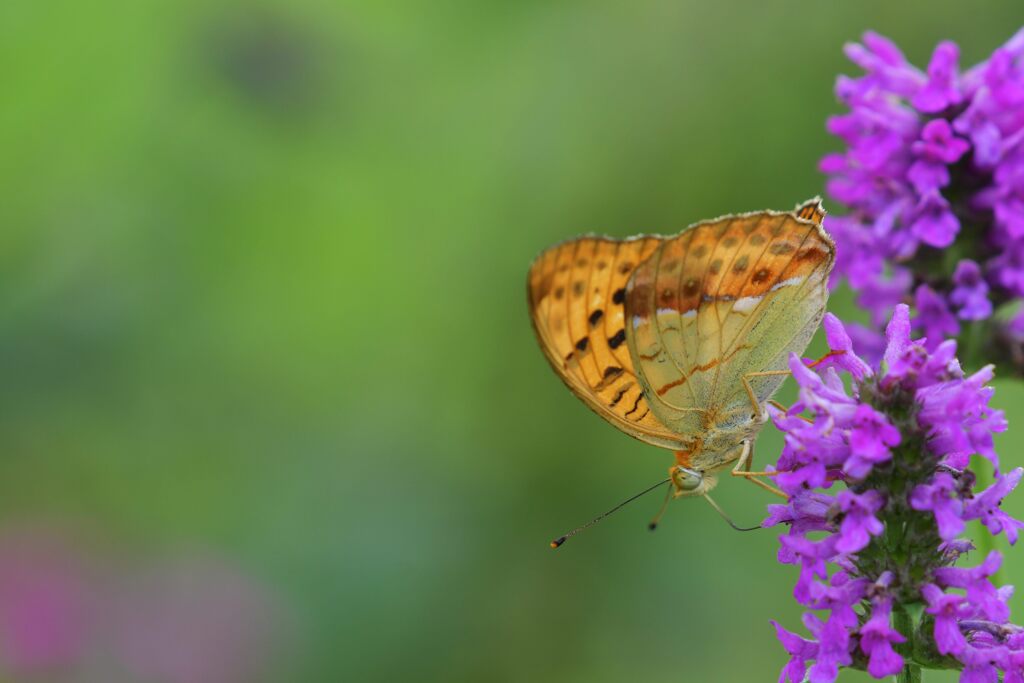 ウラギンスジヒョウモン　DSC_0476