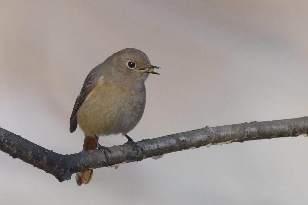 美味しいですか？　　DSC_6317