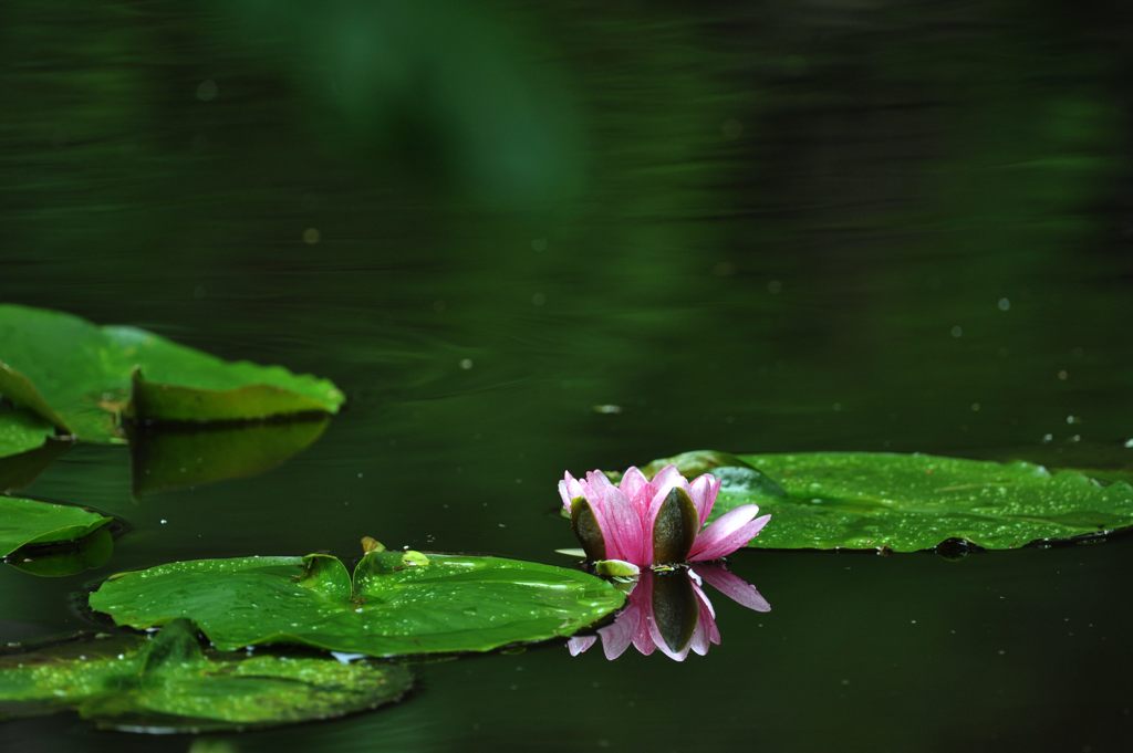 静寂　DSC_4207