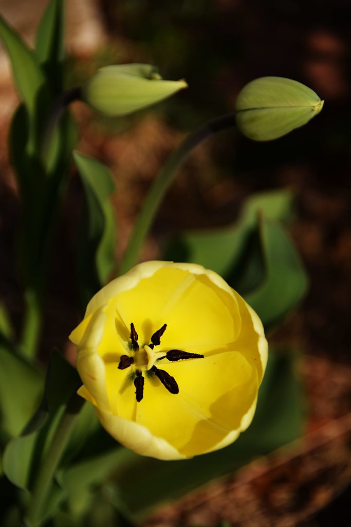 咲きに咲くよ　　DSC_1390