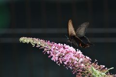 輝く黒　DSC_6028