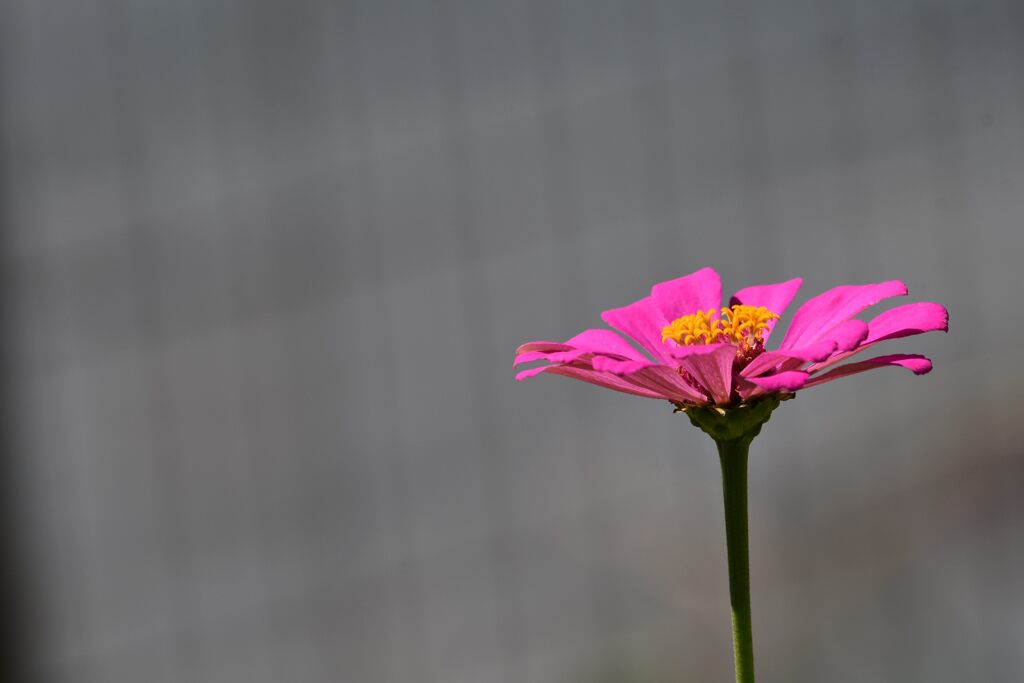 百日草　　DSC_1947