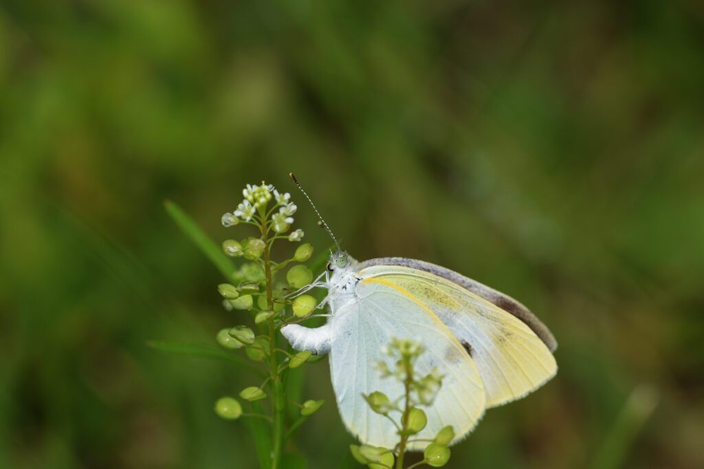 命を繋ぐ　DSC_6378