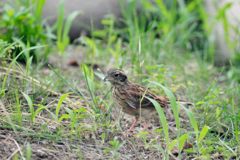 君はヒバリさん？　３　DSC_4966