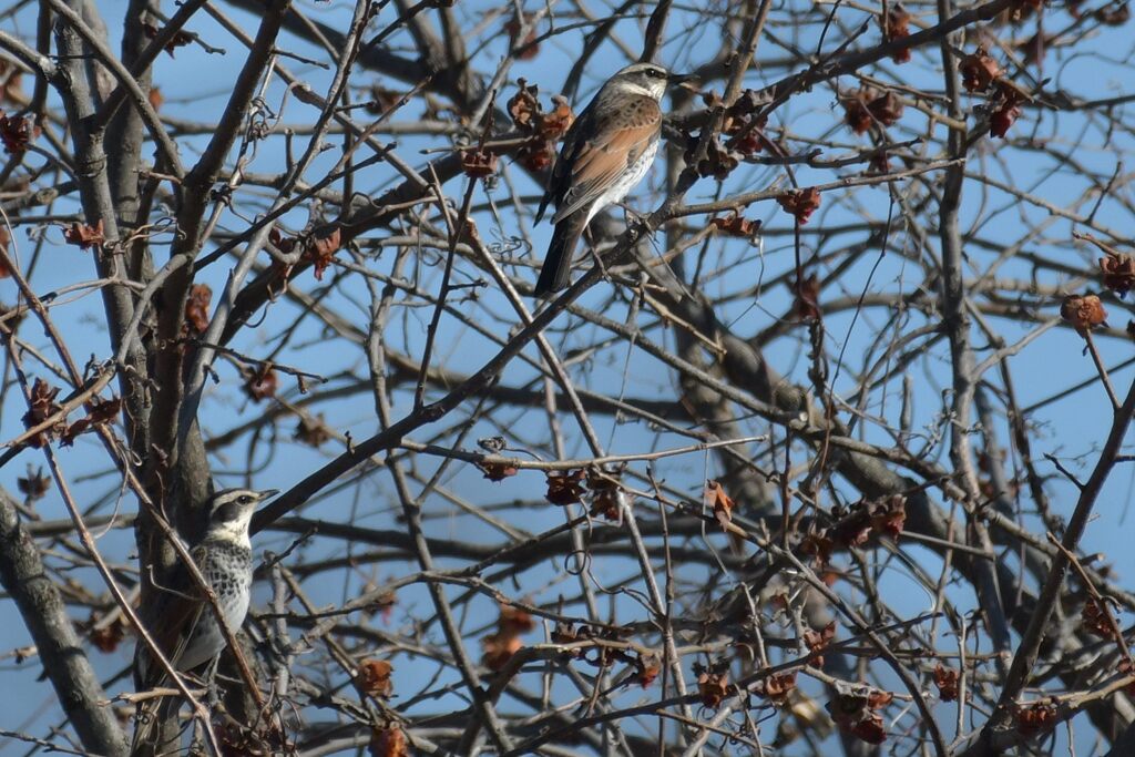 ツグミ二羽　DSC_5967