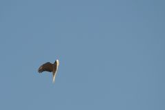 急上昇　DSC_7289