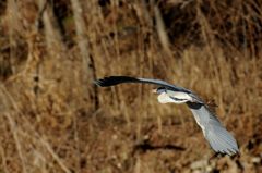 飛べ、２０１７年に向かって　　 DSC_0827