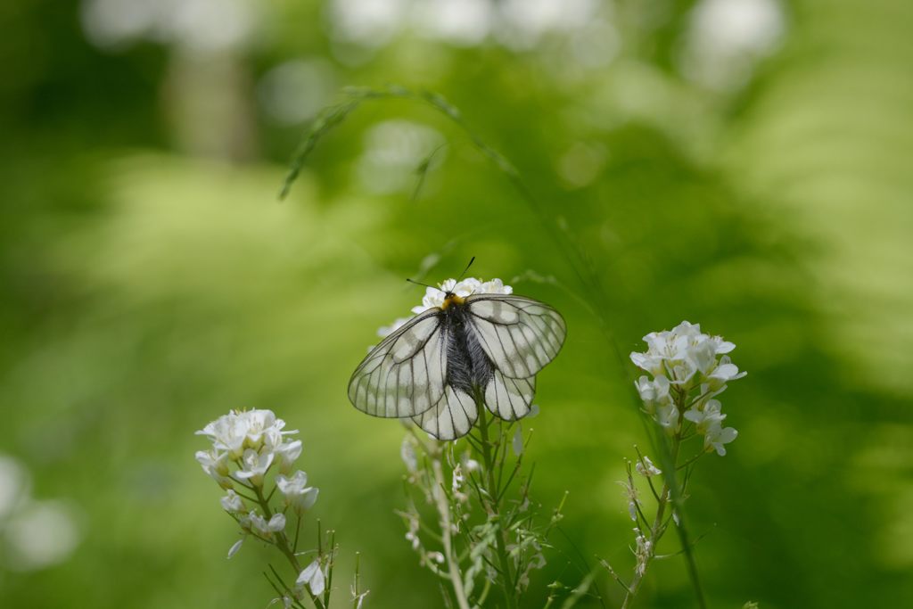 ウスバシロチョウ　２　DSC_4332