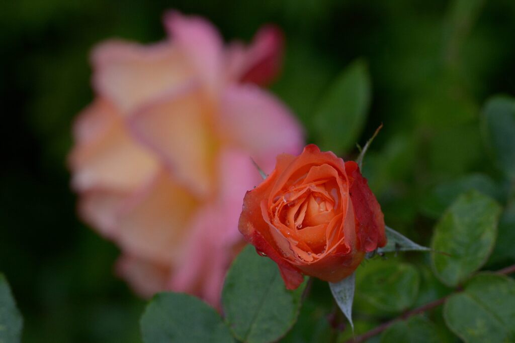 続けて開花　　DSC_8747