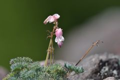 なごり花　２　DSC_5939