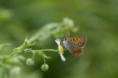 野の花にベニシジミ　3　DSC_5988