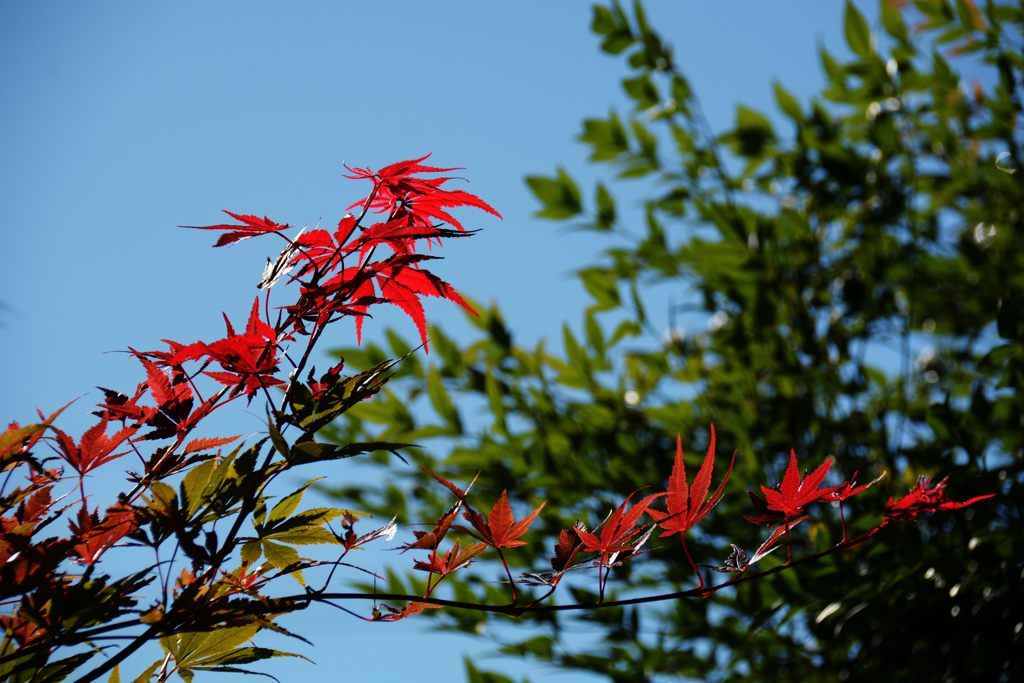紅葉　DSC_3094
