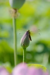 ハスとトンボ　１　DSC_2825