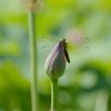 ハスとトンボ　１　DSC_2825