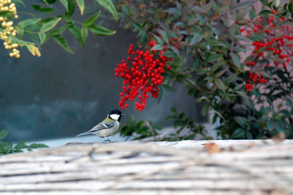 紅白の南天とシジュウカラ　　DSC_5431