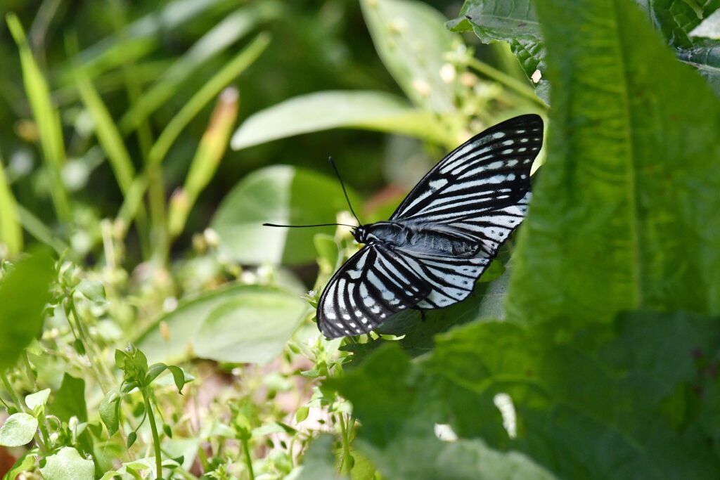 アカボシゴマダラ（外来種）　　　DSC_2353