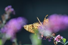 残り花に集う　DSC_1580