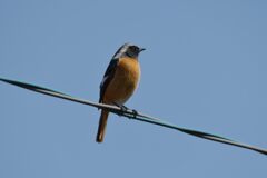 電線のジョビ太　DSC_8013