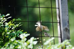 スズメの親子　１　　DSC_4421