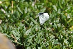 モンシロチョウの舞い　２　DSC_8306