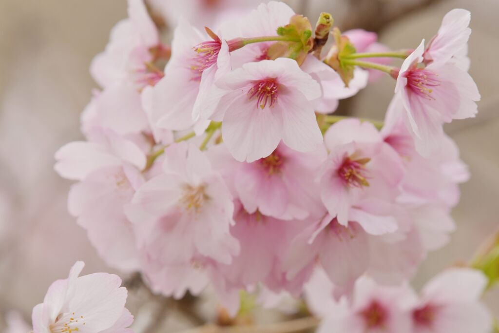 桜　　DSC_6588