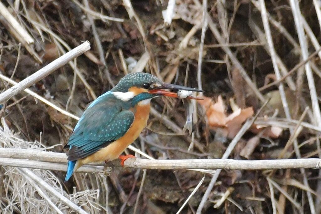 カワセミ　　DSC_4876