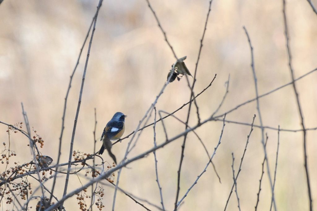 男の後ろ姿　　DSC_8936