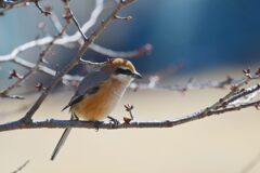 いつものモズ君　　DSC_7775