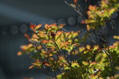 秋の色合い　　DSC_1503