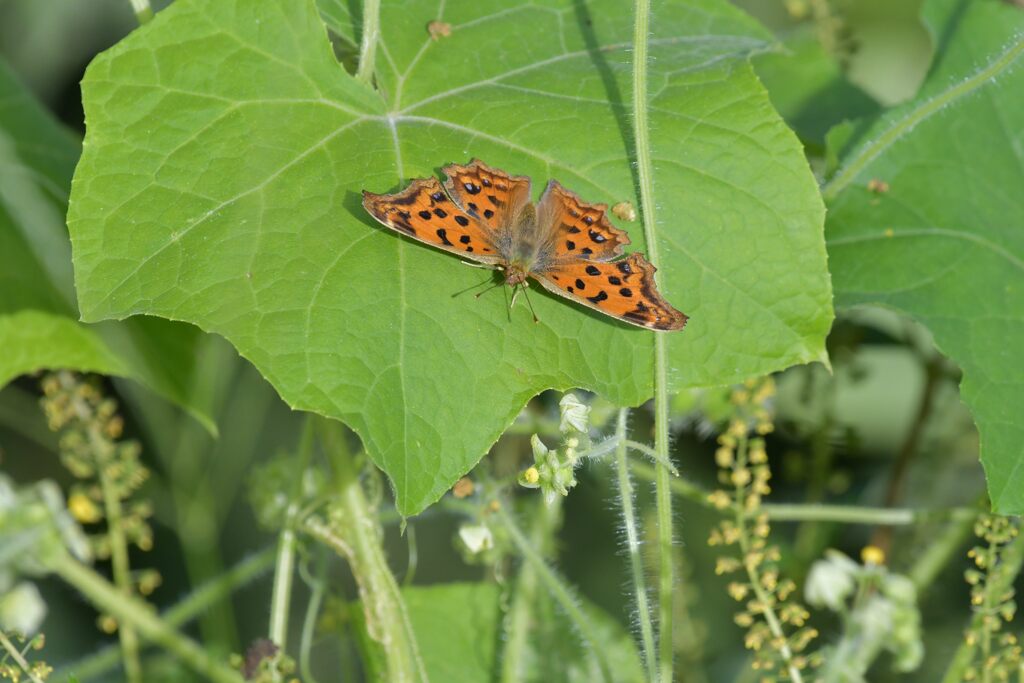 朝のキタテハ　DSC_2251