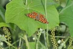 朝のキタテハ　DSC_2251