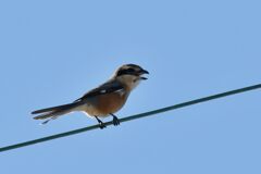 百舌鳥鳴く　　DSC_4950