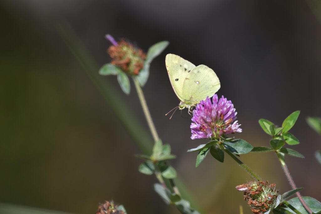 残り花にモンキチョウ　　DSC_9497