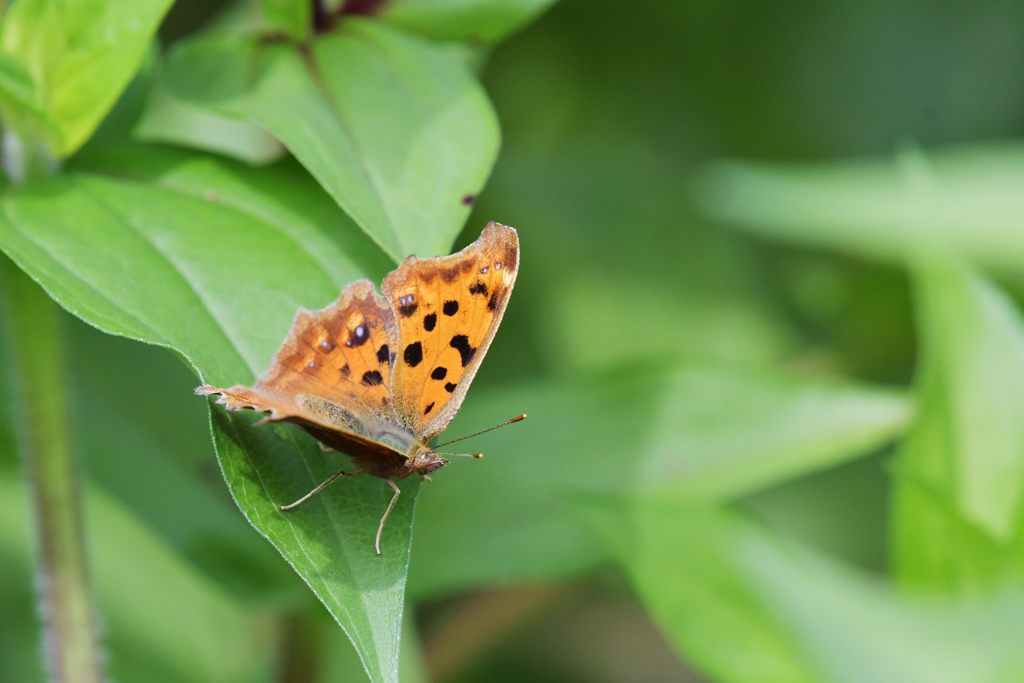キタテハの休憩　DSC_8926