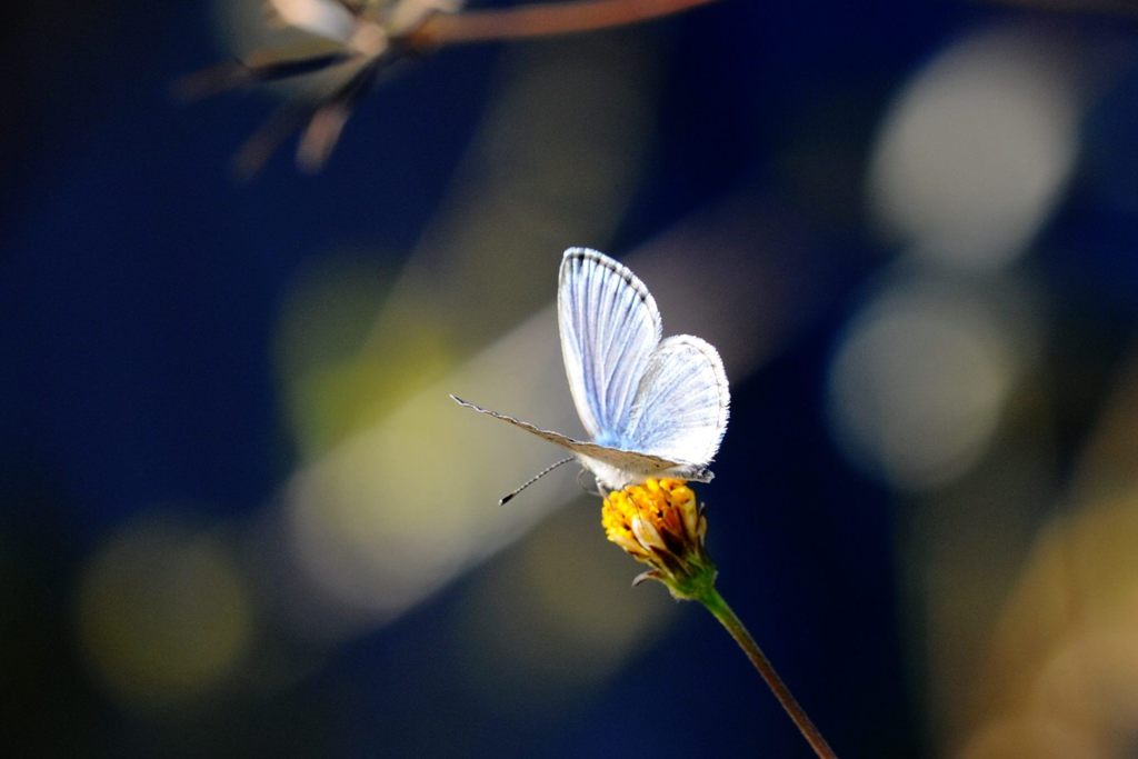 晩秋を生きる　 DSC_8251