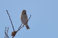 シメ　　DSC_4838