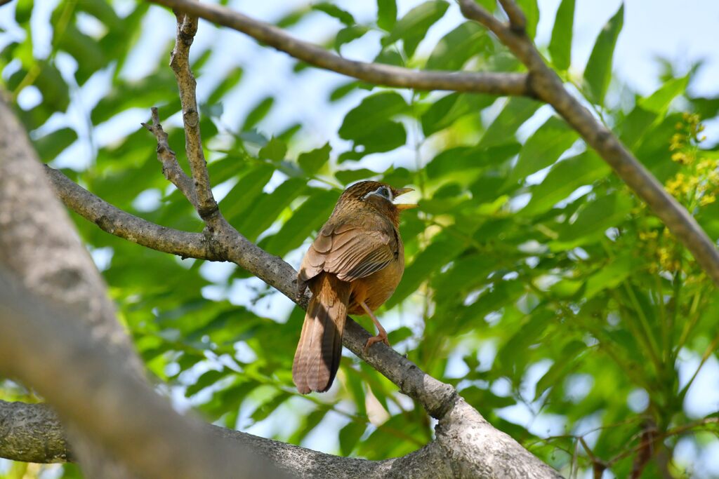 ガビチョウ　　DSC_8459