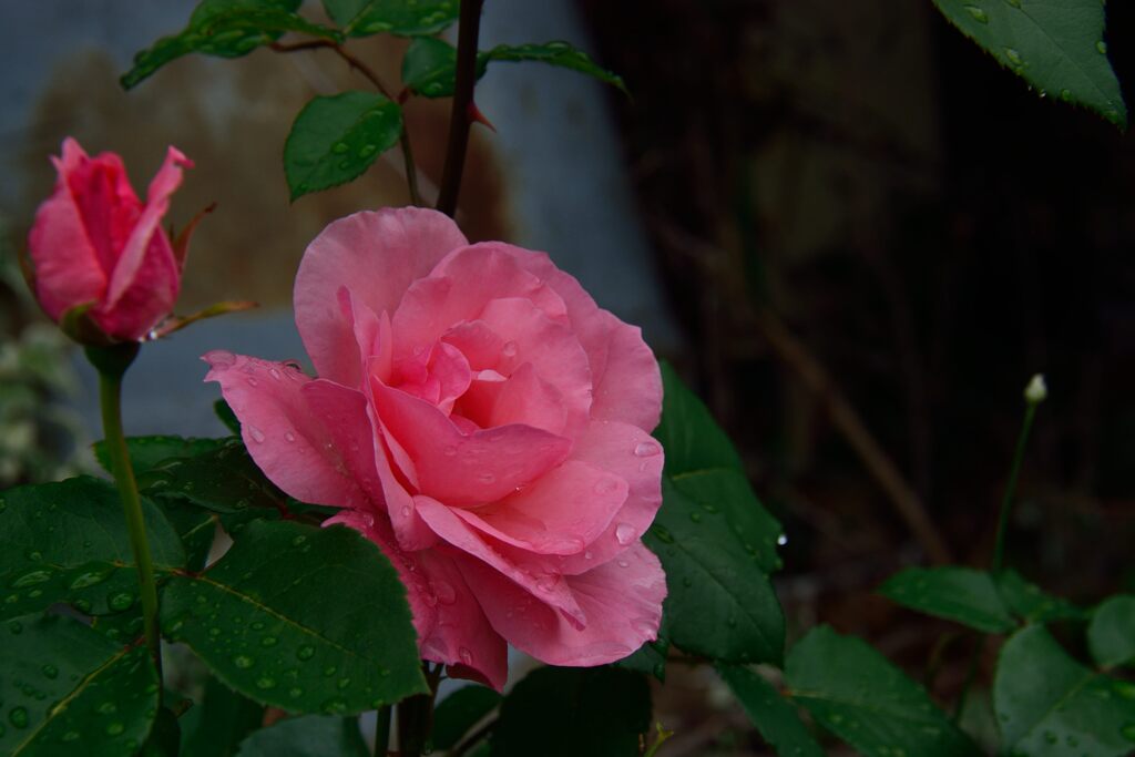 バラ　１　DSC_5593