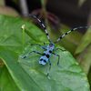 奇麗なカミキリムシ　　DSC_8563